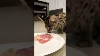 F1 Savannah Cats Arizona for sale