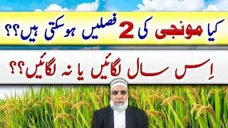 Feasibility of two rice crops in one year in Punjab Pakistan || Crop Reformer