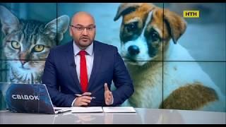 Ефір програми "Свідок" телеканалу НТН "Поліція відпустила пару шкуродерів"