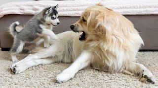 Adorable Golden Retriever Reacts To Husky Puppy!!