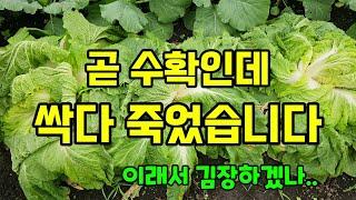 김장배추 망했습니다 곧수확인데 김장은 어쩌지 #배추농사