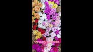 Portulaca 30 colors for sale online - Pathumani Poovu - Table rose - Moss Rose -Whatsapp: 9445450701