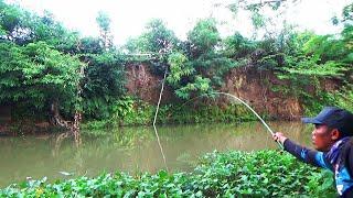 Pesta strike !! Mancing di sungai pedesaan umpan lumut