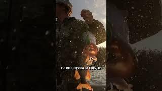  Какую рыбу ловить в июне #новости #рыбалка