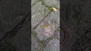 Earthworm  #shorts #entertainment #fun #natural #explore #nature #insects #environment #enjoy #yts