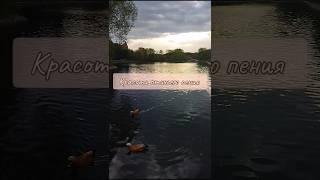 Прислушайтесь к красоте птичьих голосов...Обычно выкладываю видео со своими песнями, но сегодня:
