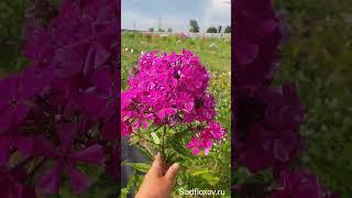 Мой ароматный сеянец #сад #цветы