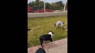 This is how Boston Terriers play (spaz out)