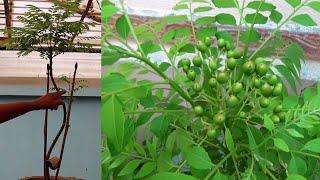 How to grow curry leaf plant in container