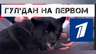 Говорящий волкособ Гул'дан на первом канале.
