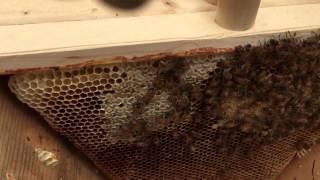 May 2015 Inspection of Hive 1