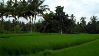 Joe Polish in a Rice Field in Bali