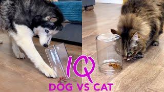 Is a Husky Really Smarter Than a Cat? New IQ Test for Cats and Dogs
