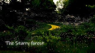 KBS Special Documentary 'The Starry forest' / KBS대전 20210720 방송