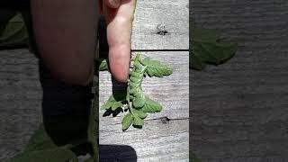 Video 1 Plant Caterpillar looks like Dinosaur
