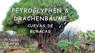 La Palma - Cuevas de Buracas | Petroglyphen & Drachenbäume | Las Tricias | einfache Wanderung