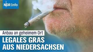 Cannabis-Legalisierung: Erste Cannabis-Vereine beginnen mit der Gras-Ernte | NDR Info