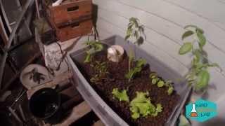 Build Cheap easy aquaponics setup, Quick Aquaponics setup at mad brain lab