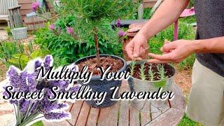 How to grow LAVENDER Cuttings!