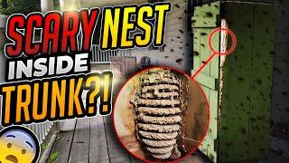 MASSIVE Hornets Nest Inside Trunk! | Pandora's Box Full of Hornets| Wasp Nest Removals