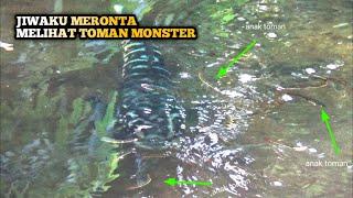 Pemandangan langka saat mancing ikan gabus melihat dari dekat Toman monster mengasuh anak