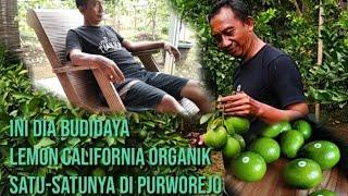 Ini Dia Kebun Lemon California Satu-satunya di Purworejo! Seratus Persen Budidaya Organik!