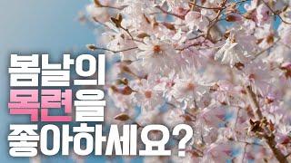 [SUB] 서귀포 목련 여행 + 목련에 대한 모든 것! Everything About magnolia | 정원의 발견 Wonders of Garden |KBS제주20240322방송