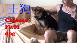 Chinese field dog - Tugou 土狗, Perfect outdoor companion?