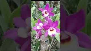 How amazing to grow orchids propagate plant. Cattleya orchid@Parna Orchid Gardening