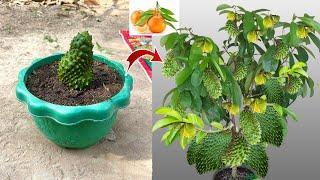 Great technique Growing Corossolier with Orang Boost Root For Growing Faster 100% Success