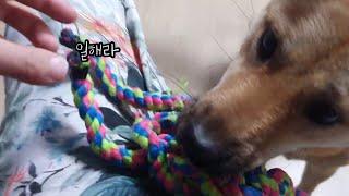 의사표현이 확실한 진돗개| 진돗개계피 | Korean Jindo Dog