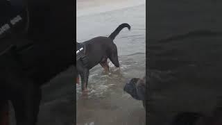 Rottweiler & Cane Corso Swimming 