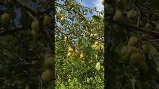 Crab apples #shorts #youtubeshorts #telugu #canada #crabapple #shortsvideo #apple #youtube