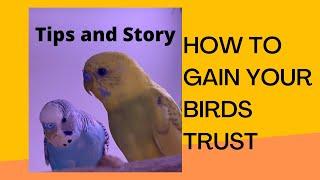 How to Gain A Birds Trust [Budgie Tips and Story]