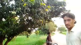 Chounsa Mangoes Amazing Mango in Pakistan Fresh Mangoes Usmania Vlog