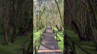  Alone in forest in Vietnam  #alone #vietnam #asia #travel #solo #nature #peace #amazing #wow