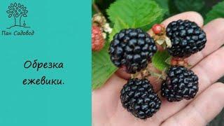 обрезка ежевики