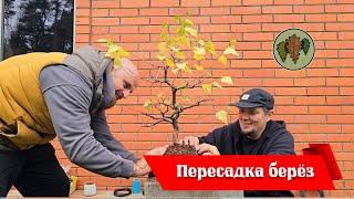 Осенняя пересадка трёх берёз @Studio.Bonsai