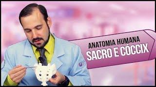 Anatomia Humana SACRO e CÓCCIX (PRÁTICA)