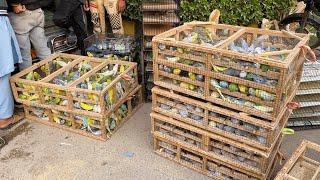 Exhibition Budgies Mutations in Lalukhet Birds Market