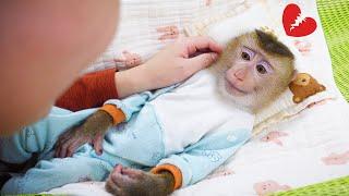 Pupu monkey can't sleep, mom has to cuddle him to calm him down