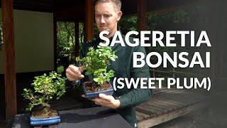 Sageretia Bonsai care (Sweet plum)