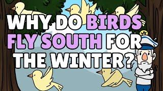 Why Do Birds Fly South for the Winter? | Why Birds Migrate