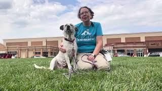 Adopt This Dog! KC Pet Project’s Monet