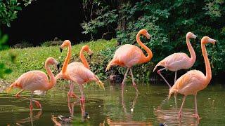 Flamingos