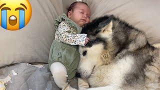 Husky Stops Baby Crying In The Cutest Way!! [CUTEST VIDEO EVER!!]