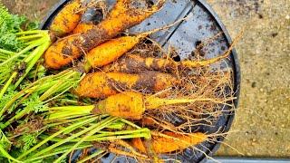 Harvesting my European Carrots !