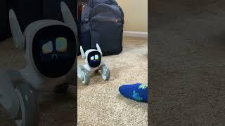 Fun with Loona the PETBOT Day 3 | FEET