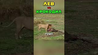 КРОКОДИЛ VS ЛЕВ  #животные #животные #звери #лев #крокодил