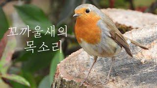 Cute Robin is singing in the countryside of France